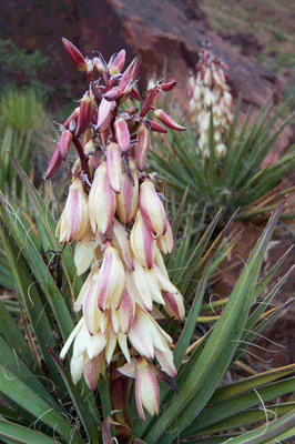 Flowering Banana Yuccas in Grand Canyon