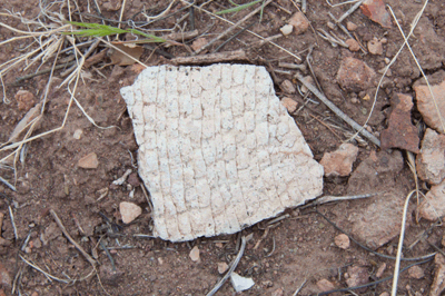 Potsherd in Kwagunt Canyon