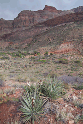 Kwagunt Creek Canyon