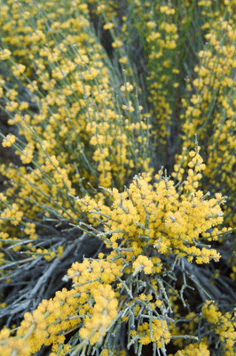 Mormon Tea in bloom in Kwagunt Canyon