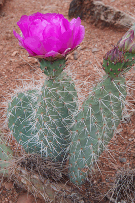 Hedgehog Cactus in bloom