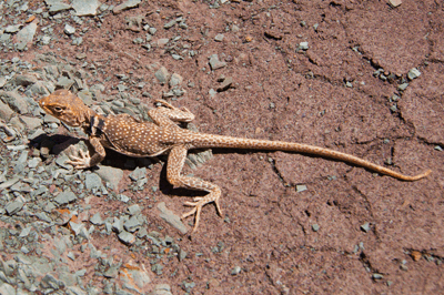 Collared Lizard