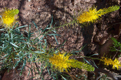 A long-stemmed Prince's Plume