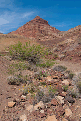 Temple Butte looms over the river runner trail connecting Carbon and Lava