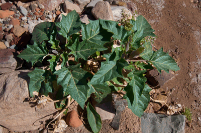 Sacred Datura