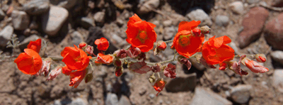 Desert Globemallow in Lava Creek