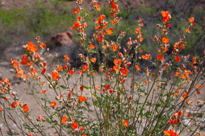 Desert Globemallows bursting with color near Lava Creek in Grand Canyon