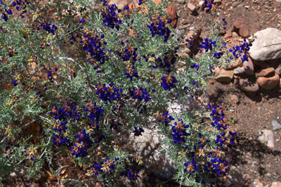 An intensely blue wildflower in Lava Creek