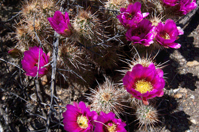 Blooming Hedgehog Cactus in Lava Creek