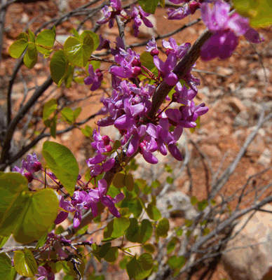 Redbud Tree blooms in north Unkar