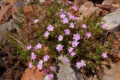 Blooming Desert Phlox in north Unkar