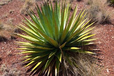 Utah Agave