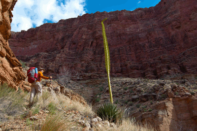 Perhaps the tallest Agave stalk I've ever seen