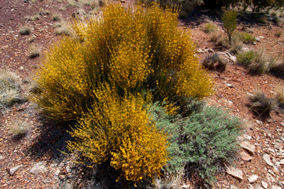 Blooming Brittlebush