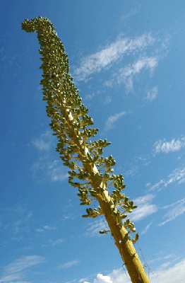 An agave reaches for the sky