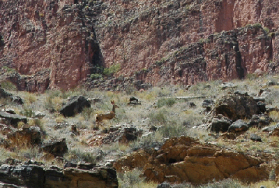 A mule deer scampers to safety in the high ground