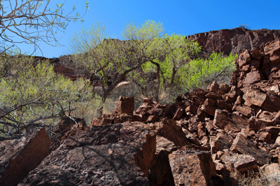 Cottonwoods in Basalt Canyon