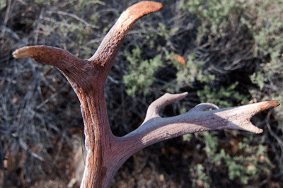 Another set of antlers