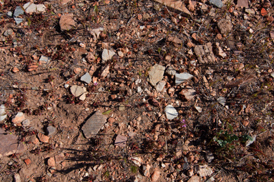 Pot sherds at ruin site in Lava Canyon