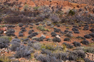 A possible ruin site in Lava Canyon