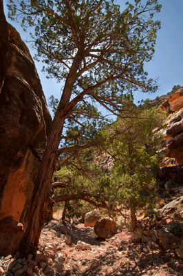 A tall pine stretches for sunlight in Basalt Canyon