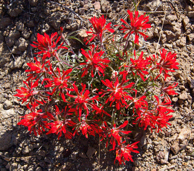 Indian Paintbrush