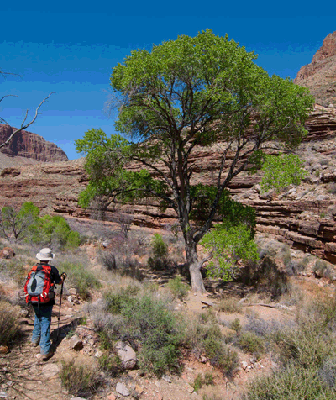 Arriving at our Hance Creek camp site