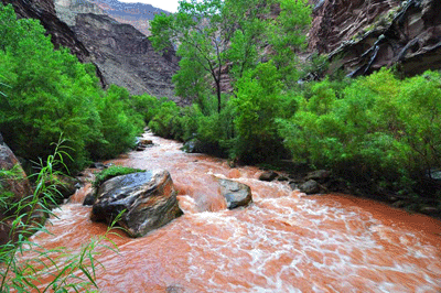 Tapeats Creek flows muddy brown after heavy rain