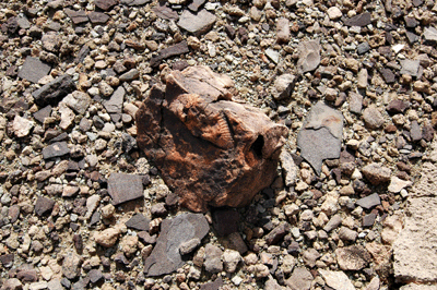 Stone with fossil imprint on the Tonto below Tower of Set