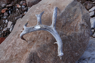 The antler at Antler Camp