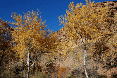 Fall colors along the Bright Angle Trail below Indian Garden