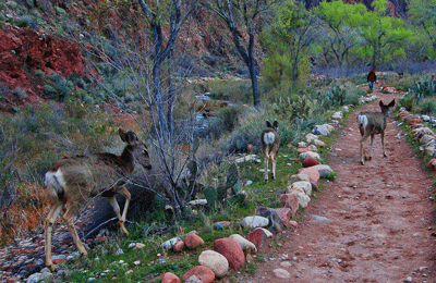 Mule deer foraging along the trail to Phantom Ranch